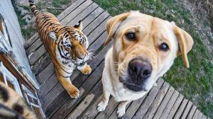 КОГДА ДОМАШНИЕ ЖИВОТНЫЕ ПРИВОДЯТ ДОМОЙ НОВОГО ДРУГА