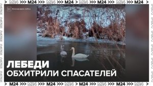 Лебеди обхитрили белорусских спасателей - Москва 24