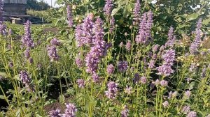 Июль в саду