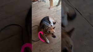 1000043628.mp4 (Собака смотрит на итоги монтажа электропроводки в доме А-фрейм)