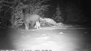 Лось на солонце зимой