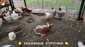Забавные курочки несушки на сельском подворье 🤗😂😜 (63)