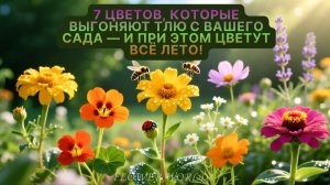 7 цветов, которые ВЫГОНЯЮТ тлю с вашего сада — и при этом ЦВЕТУТ всё лето!