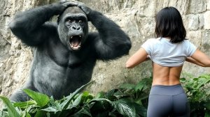 Эти обезьяны заставят вас смеяться.