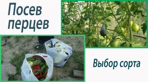 Посев перцев. Сорта. Октябрина Ганичкина