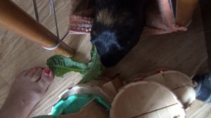 Белочка и Блэкки июнь2022 одуванчики