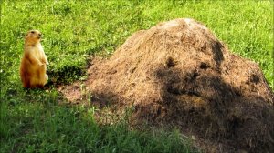 Сенный леший