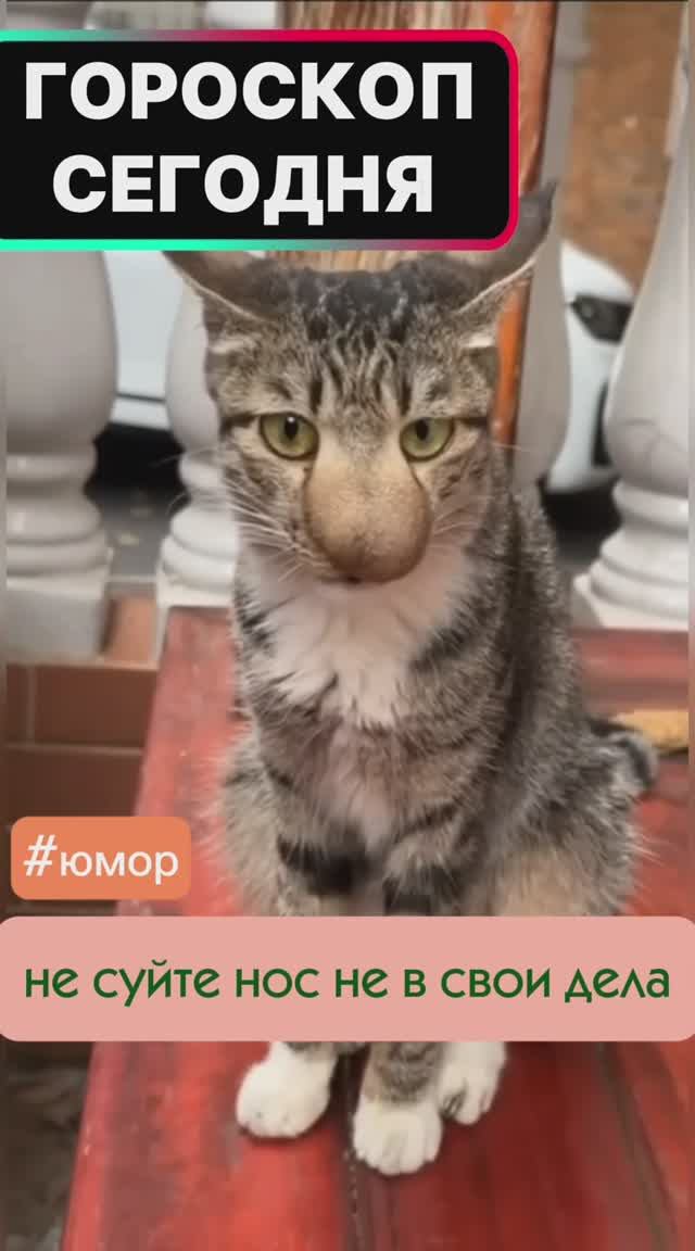 #юмор #гороскоп с юмором #котики #мимими #гороскопсегодня #гороскопнадень смотреть онлайн