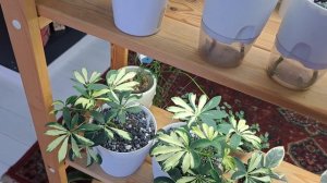 Растения !!! Конец декабря! С наступающим!