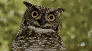 Веселая природа(настоящая) - The Best 4K HDR 60fps ｜ Dolby Vision (4K Video)