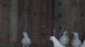 ПЕРМЯКИ ПОРОДА ГОЛУБЕЙ