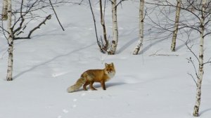 Житель Уфы пострадал при попытке защитить собаку от бешеной лисы