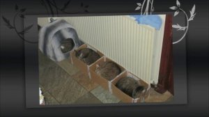 Забавные ЖИВОТНЫЕ !