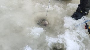 Основной водоём. Форель на пасту.