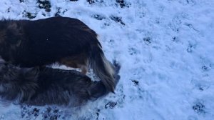 Наконец-то у нас выпал снег ❄️