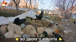 Содержание кур в домашних условиях и других птиц во дворе у Роберта 🐣🐤🦆🐔🪿🦃 (377)