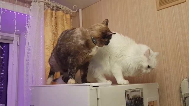 Леся и Сёма - Зверюшка смотреть онлайн