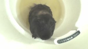 Блэкки марафет июль2022