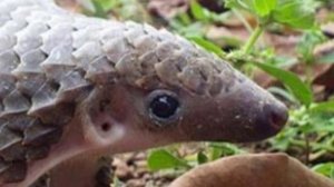 Весёлые, детёныши !