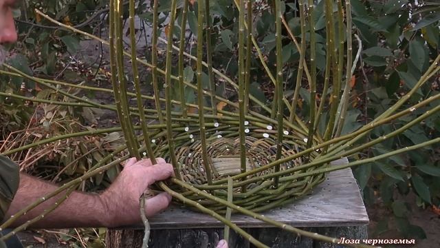 Плетение простой корзины ДВАДЦАТКА из лозы, ивового прута