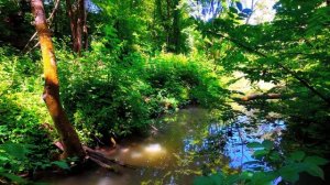 🌿🌿Симфония пения лесных птиц 🎶 • Расслабляющий звуковой ландшафт для глубокого сна