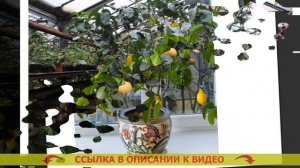 ⛔ ВЫРАЩИВАНИЕ ЛИМОНА В ДОМАШНИХ УСЛОВИЯХ ИЗ КОСТОЧКИ