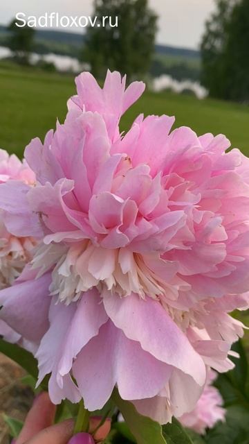 Нежный пион Ангел Чикс Angel Cheeks смотреть онлайн