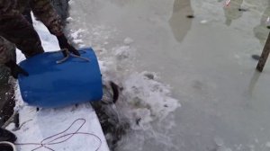 Зарыбление форелью 27.12.2025