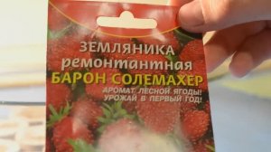 Земляника из семян. Просто для новичков