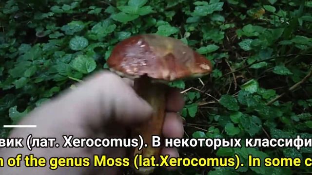 Собираю белые грибы, королевские опята, мокрухи еловы смотреть онлайн