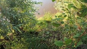 🐅НЕЗВАНЫЙ ГОСТЬ🐅fishing#туризм#природа#ловля#рыбалка#щука#ловлящуки#ночевка#Чулым#река#спиннинг