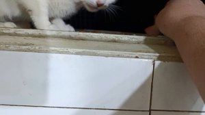 Ура Ушастика пришла