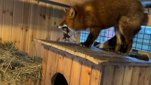 Лиса-Алиса. Лис Игнис показывает Белому новую игрушку