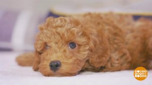 Щенок - не игрушка! Доброе утро. Суббота. Фрагмент выпуска от 27.12.2025