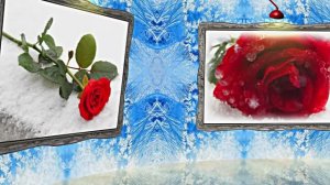 Картины Розы на Снегу в Ледяной Галерее 1 от Киностудии Мудрого Кота Тимофея!