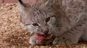 Детеныши редкой рыси с меховой фермы обрели дом в Сочи