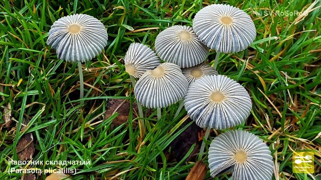 ГРИБЫ НАВОЗНИКИ ВСЕ ВИДЫ смотреть онлайн