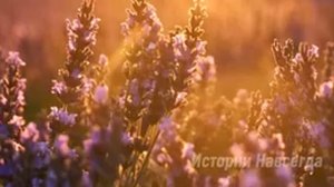 Трогательная_Доброта_Изменивша55