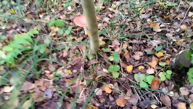 Лес потихоньку оживает после аномального сентября. Жд смотреть онлайн