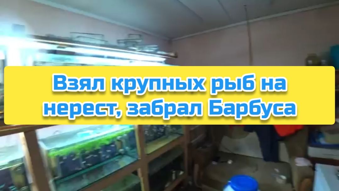 Взял крупных рыб на нерест, забрал Барбуса смотреть онлайн