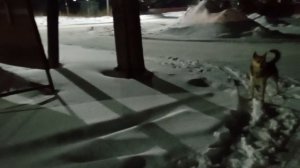 В Ачинске на протяжении длительного времени не могут решить вопрос с бездомными собаками