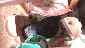 Блэкки засушка клубники в замке июль2022