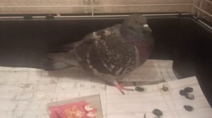 VID_20251227_084449.mp4