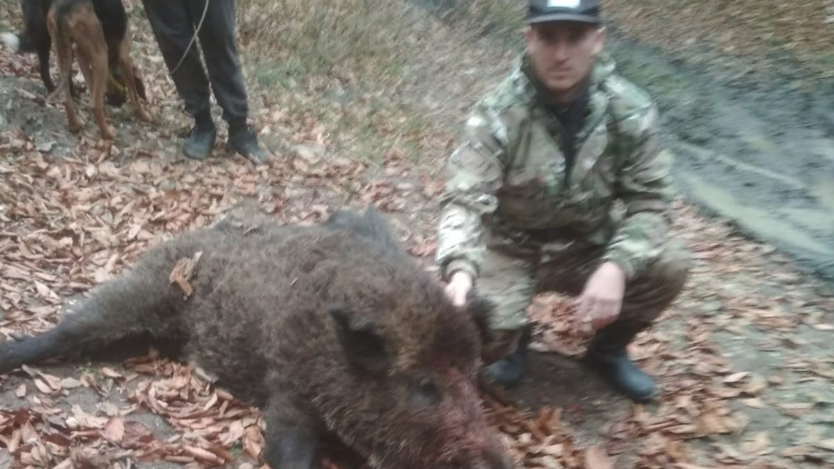 Охота на кабана смотреть онлайн