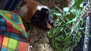 Белочка и Блэкки травка,одуванчики июль 2022