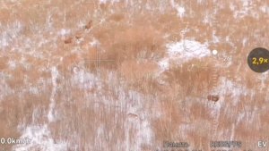 Разведка с воздуха. Пересчитал лосей. Звери есть.