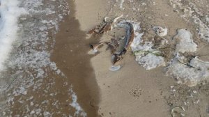 как я буду на пляже показывать снег