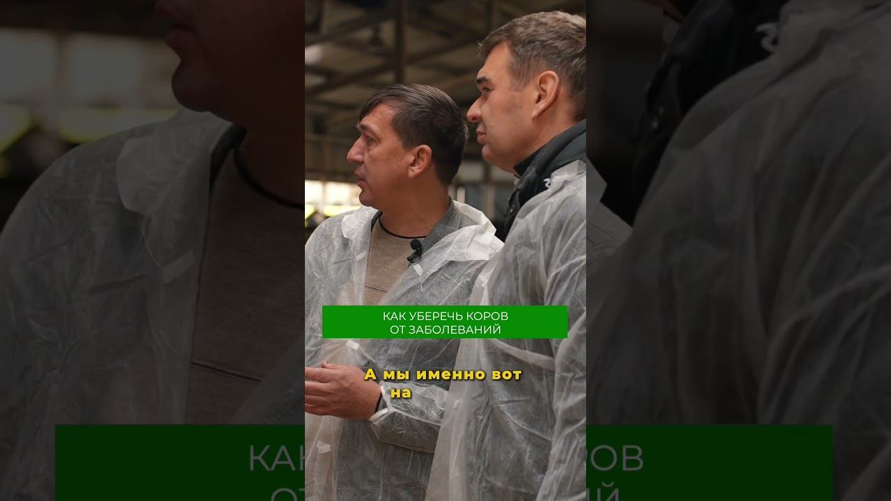 Подробнее о содержании коров смотрите в полном выпуске на канале СВОЯ ЕДА  #коровы #свояеда смотреть онлайн