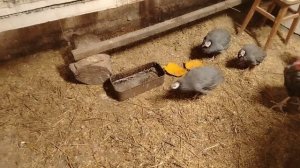 Я и ЛПХ / Перемерзла вода /