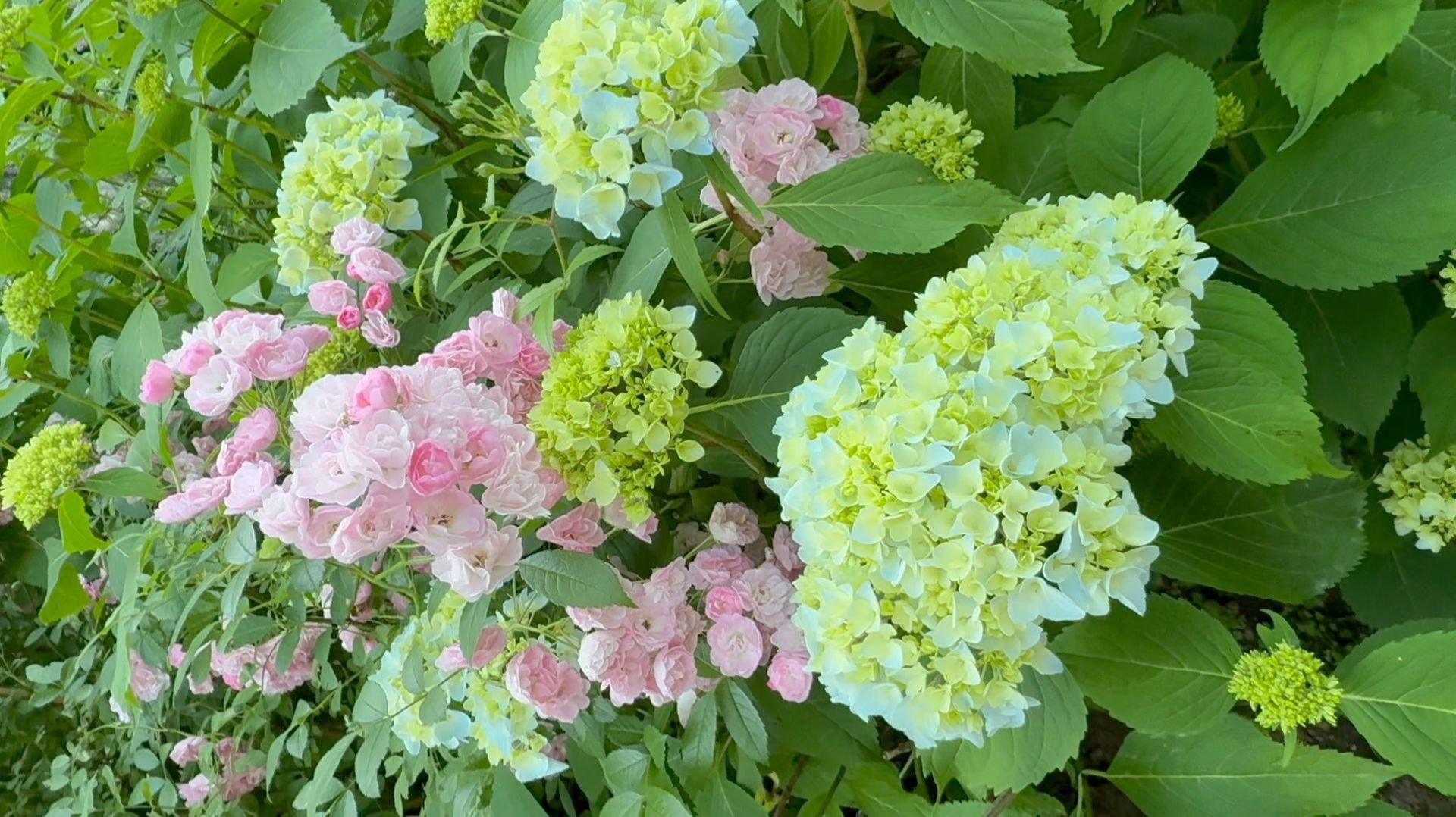 Июль в Саду 19 июля 2025 часть 1 смотреть онлайн